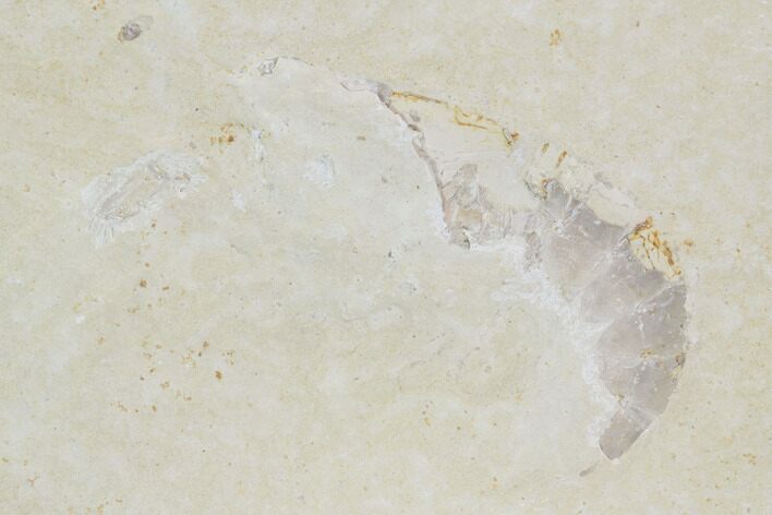 Bargain, Jurassic Fossil Shrimp - Solnhofen Limestone #101581